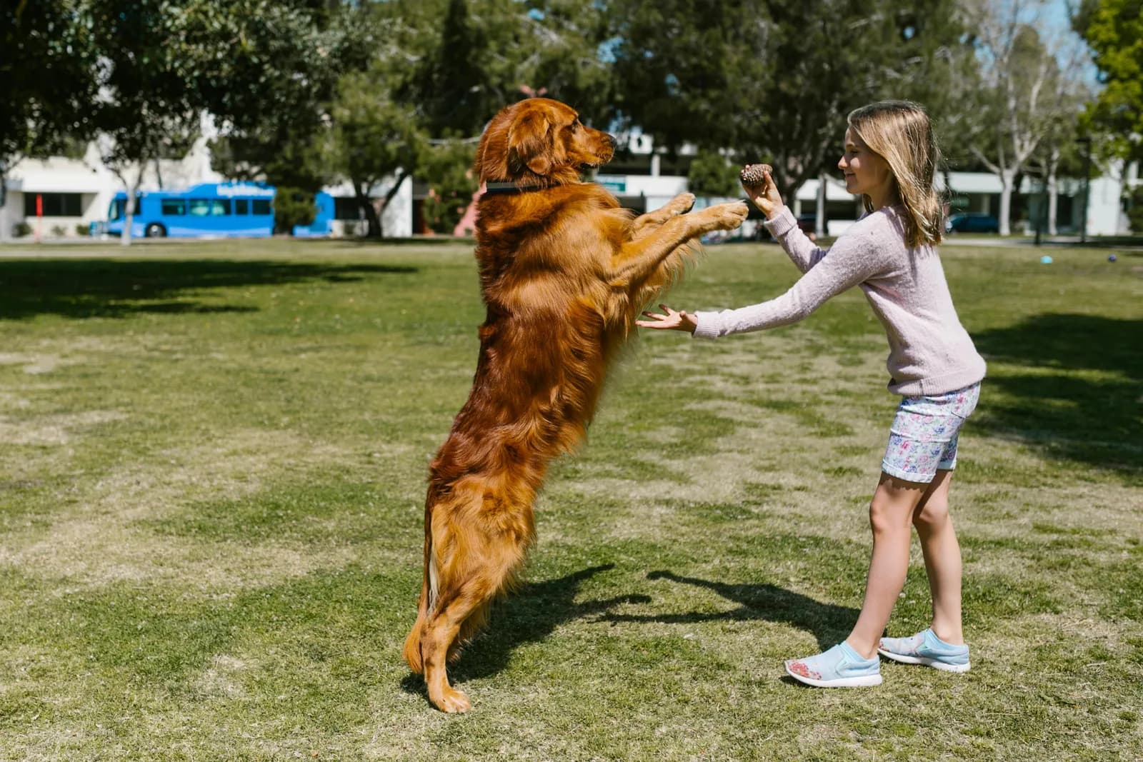 Girl playing with a golden retriever in a park