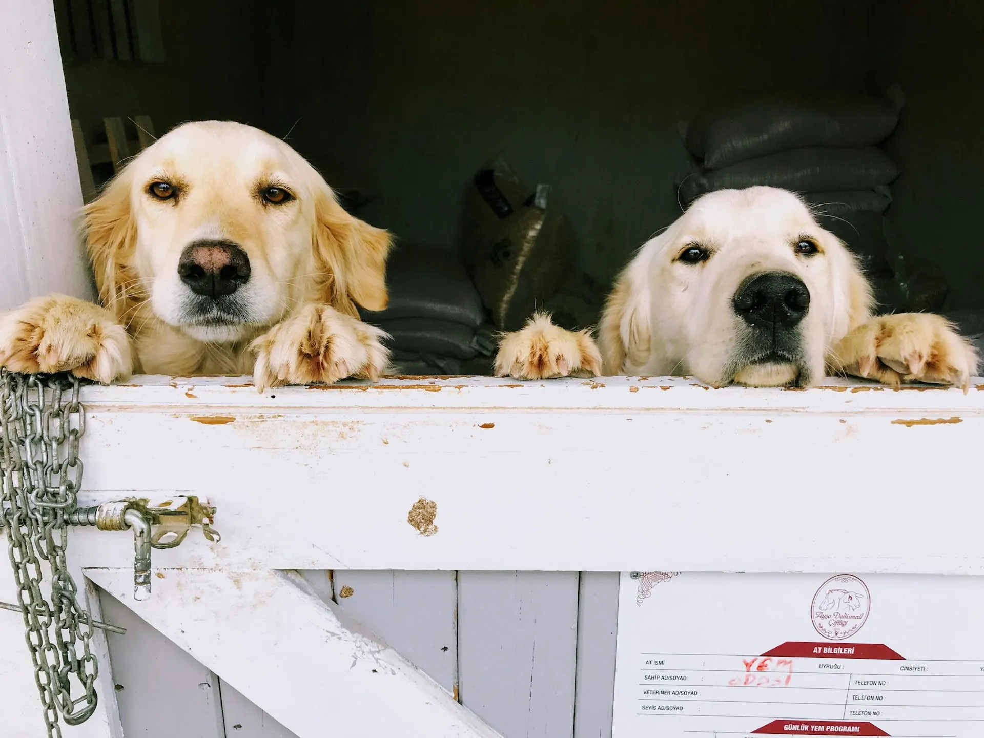 Two golden retrievers peering over a kennel door