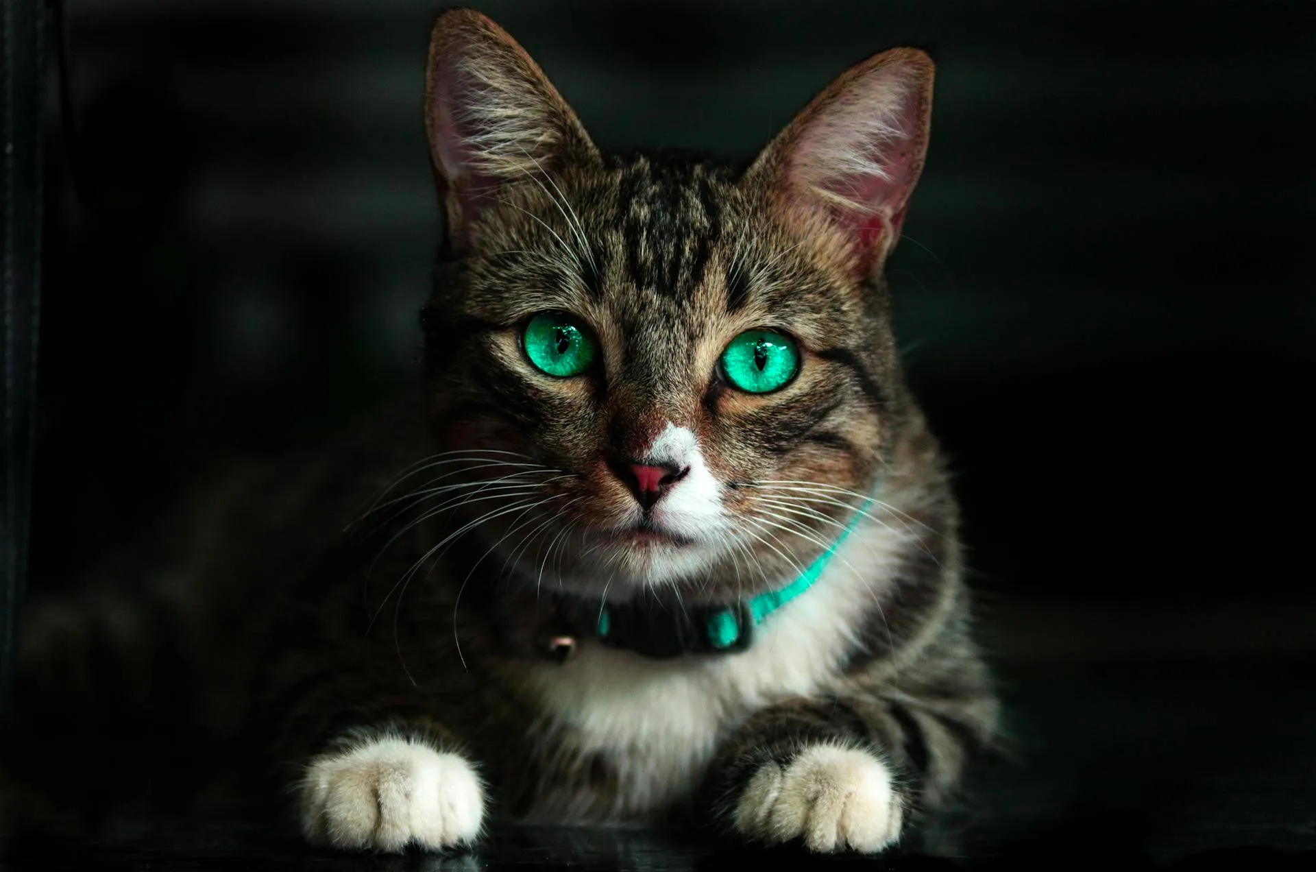 Tabby cat with striking green eyes