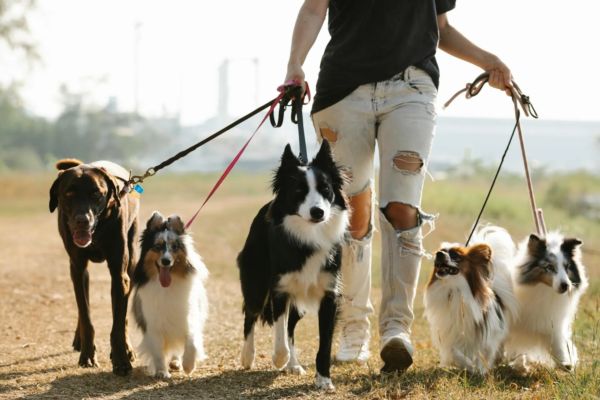Dog walker leading a group of five dogs outdoors