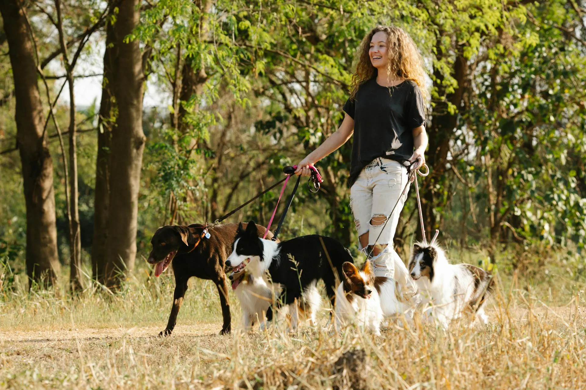 Woman walking a group of dogs in a park