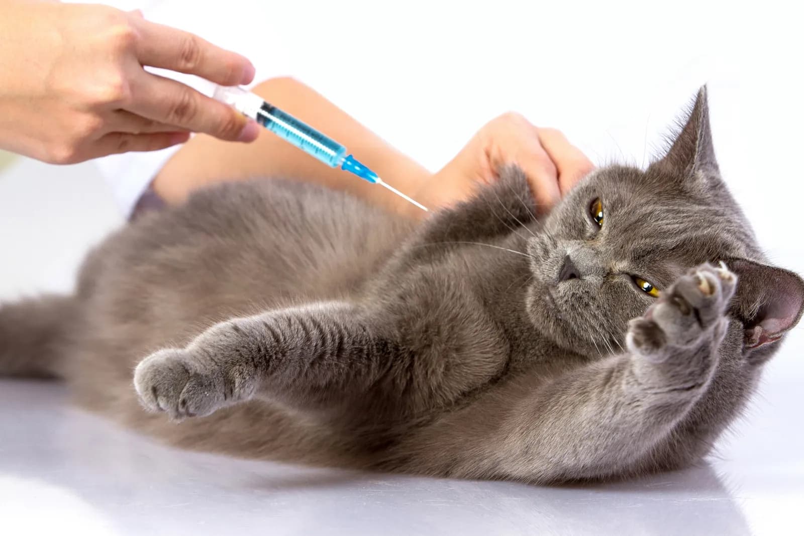 Cat Boarding Vaccination Requirements by Country: 2026 Guide