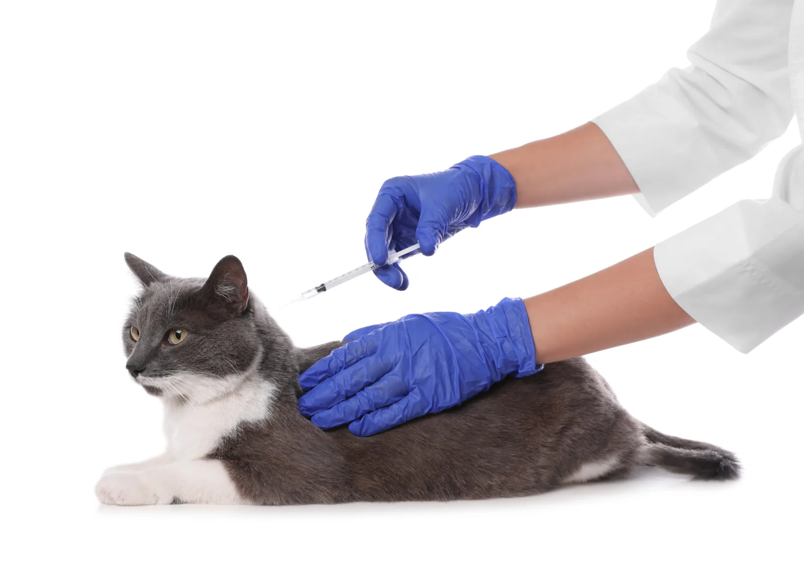 Cat Boarding Vaccinations: A Practical Guide for Catteries and Cat Owners