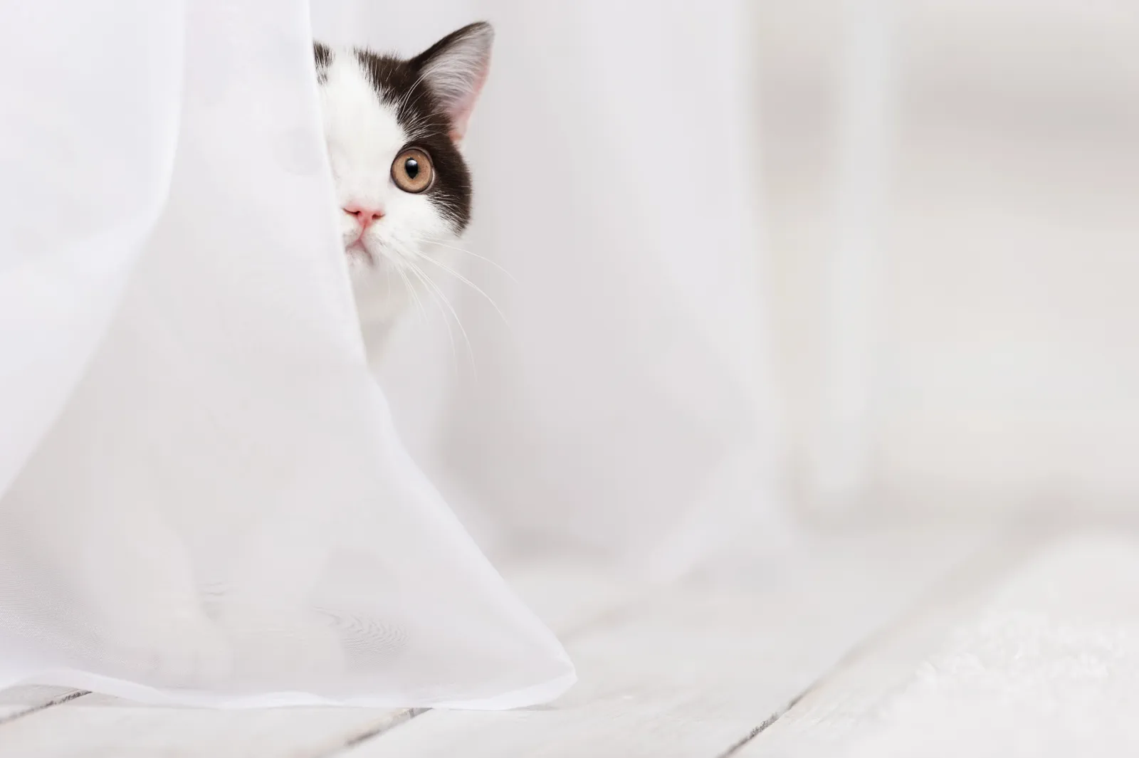 Recognising and Reducing Stress in Boarding Cats