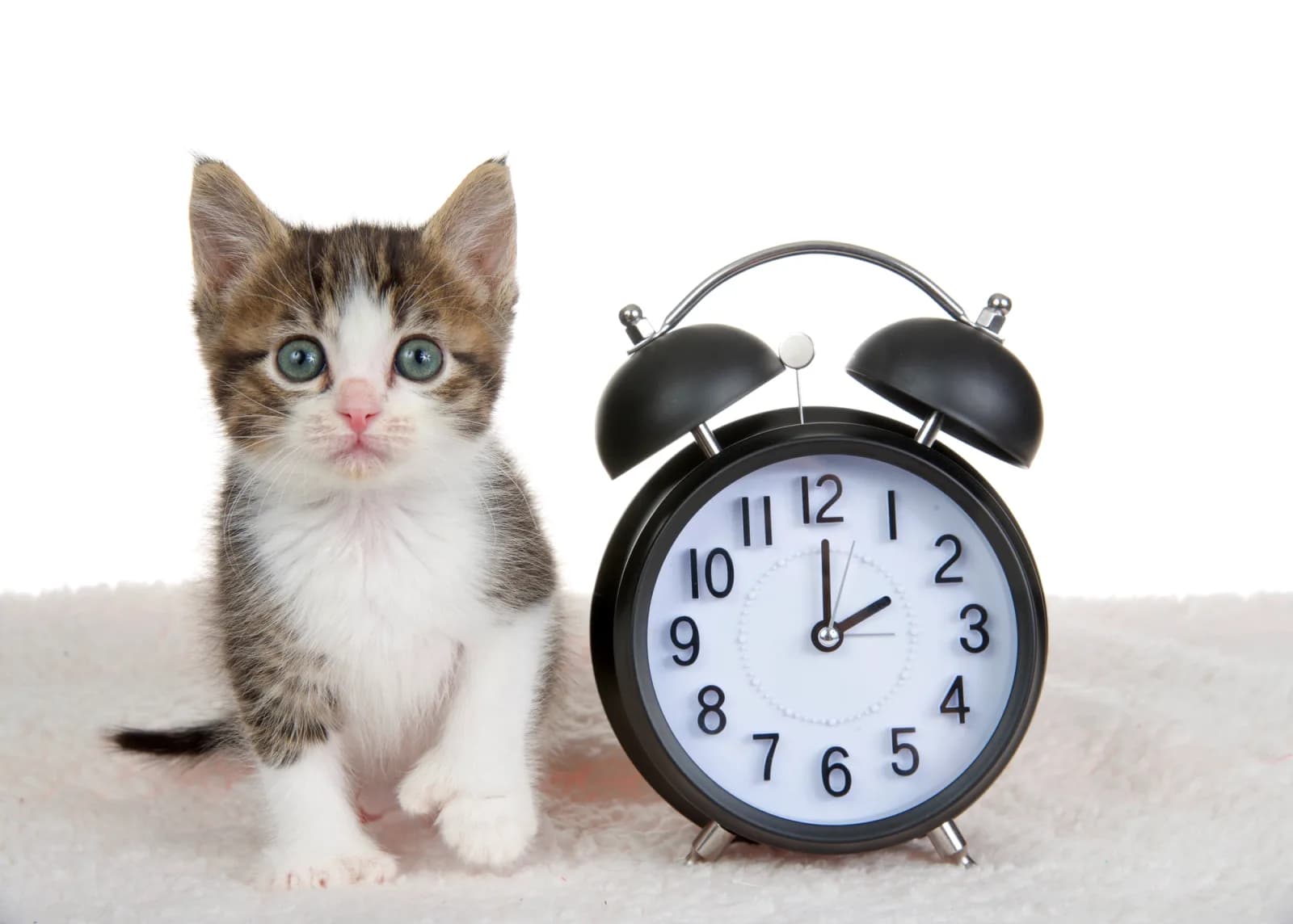 Cattery Revenue Optimization: Using Waitlists