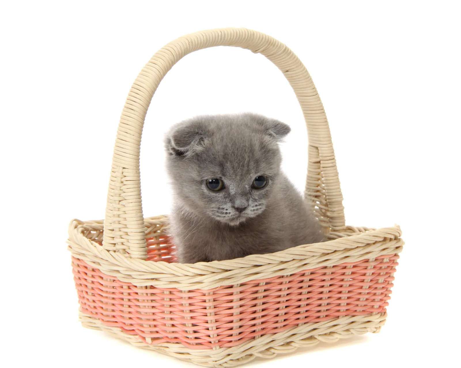 How to Set a Minimum-Age Policy for Kittens at Your Cattery