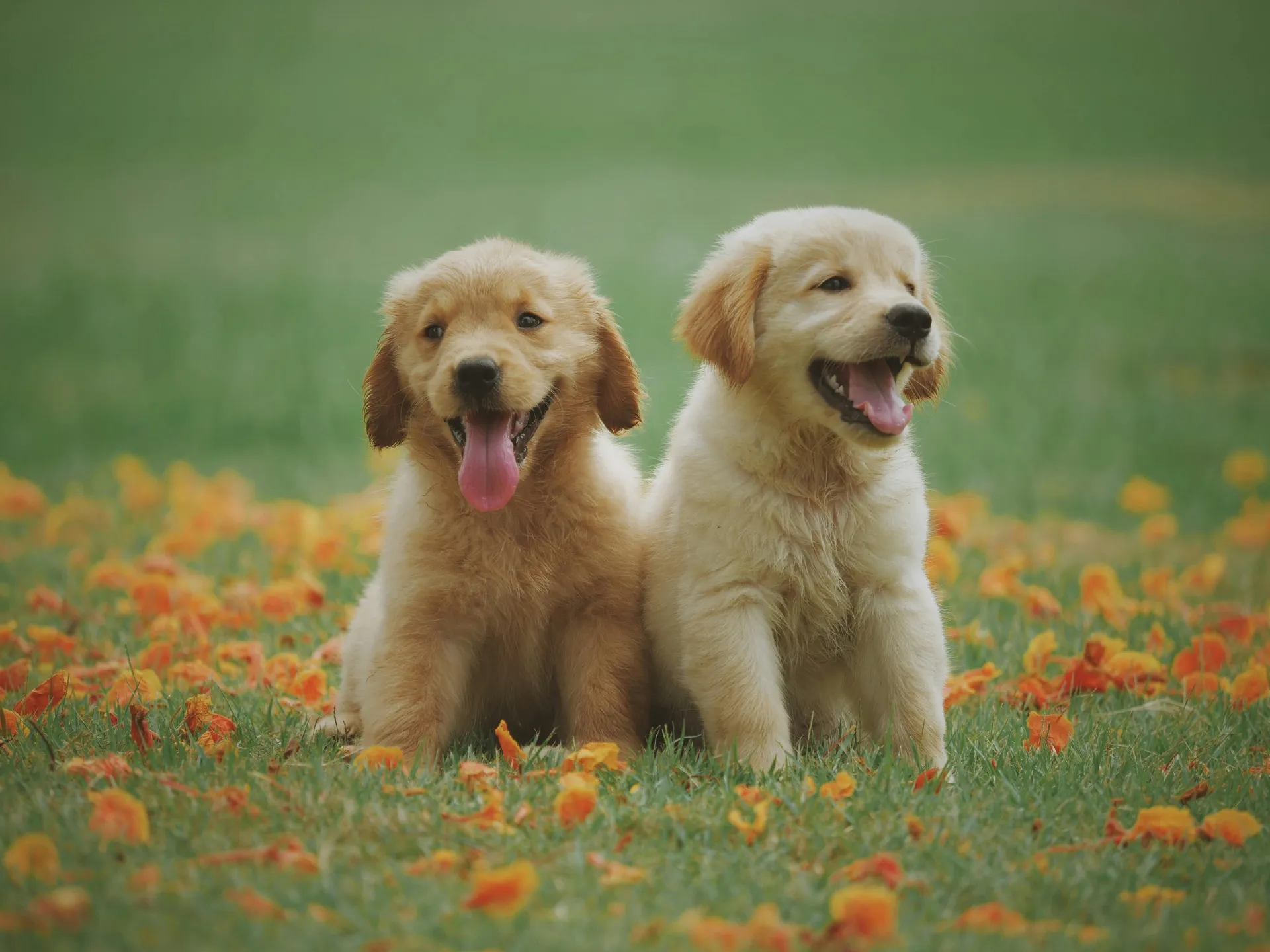 From Chaos to Calm: A Day in the Life of a Kennel Owner Using The Kennel Manager